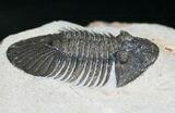 Very Bumpy Platyscutellum Trilobite - Axial Spines #8380-4